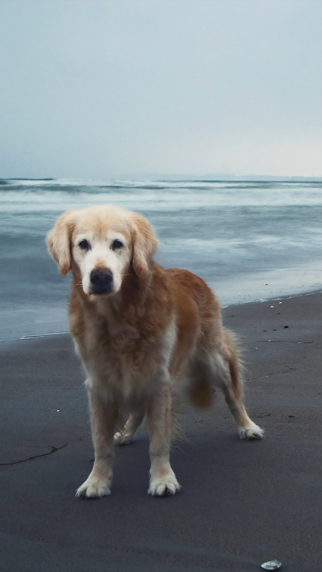 Обои Dog On Beach 360x640