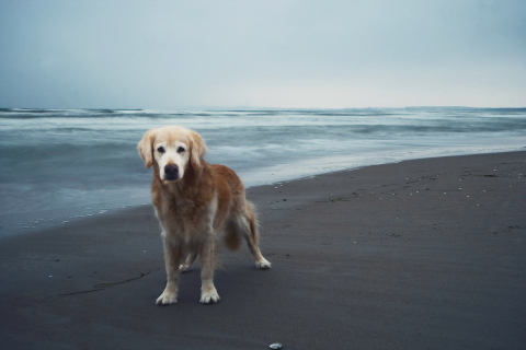 Dog On Beach wallpaper 480x320