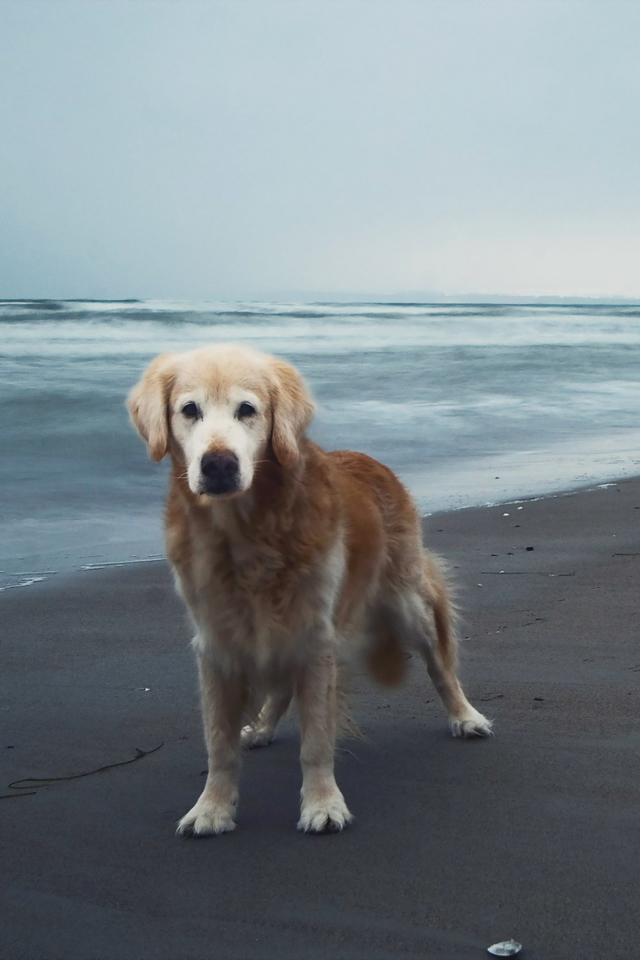 Das Dog On Beach Wallpaper 640x960