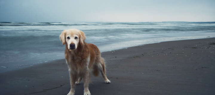 Dog On Beach wallpaper 720x320