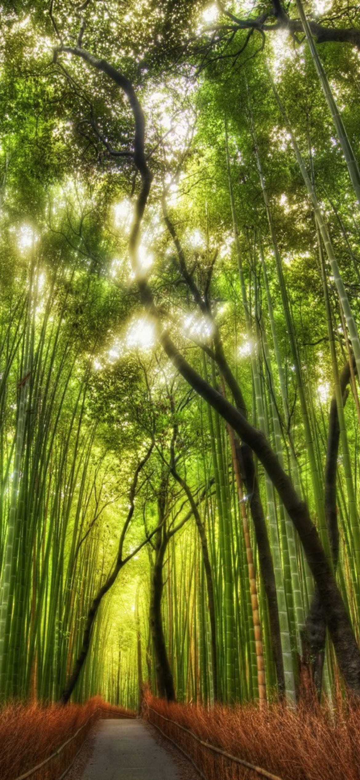 Bamboo Forest wallpaper 1170x2532