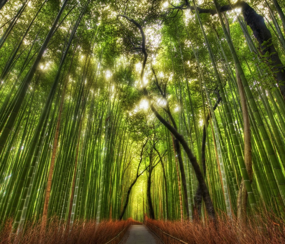 Das Bamboo Forest Wallpaper 1200x1024
