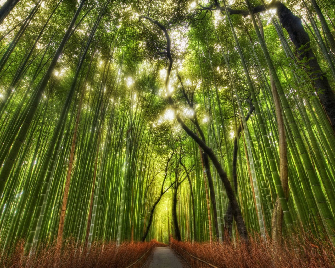 Обои Bamboo Forest 1280x1024