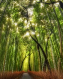 Screenshot №1 pro téma Bamboo Forest 128x160