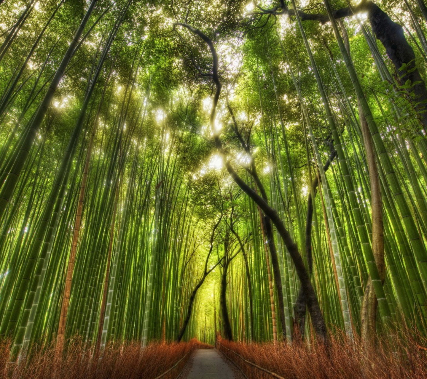 Das Bamboo Forest Wallpaper 1440x1280
