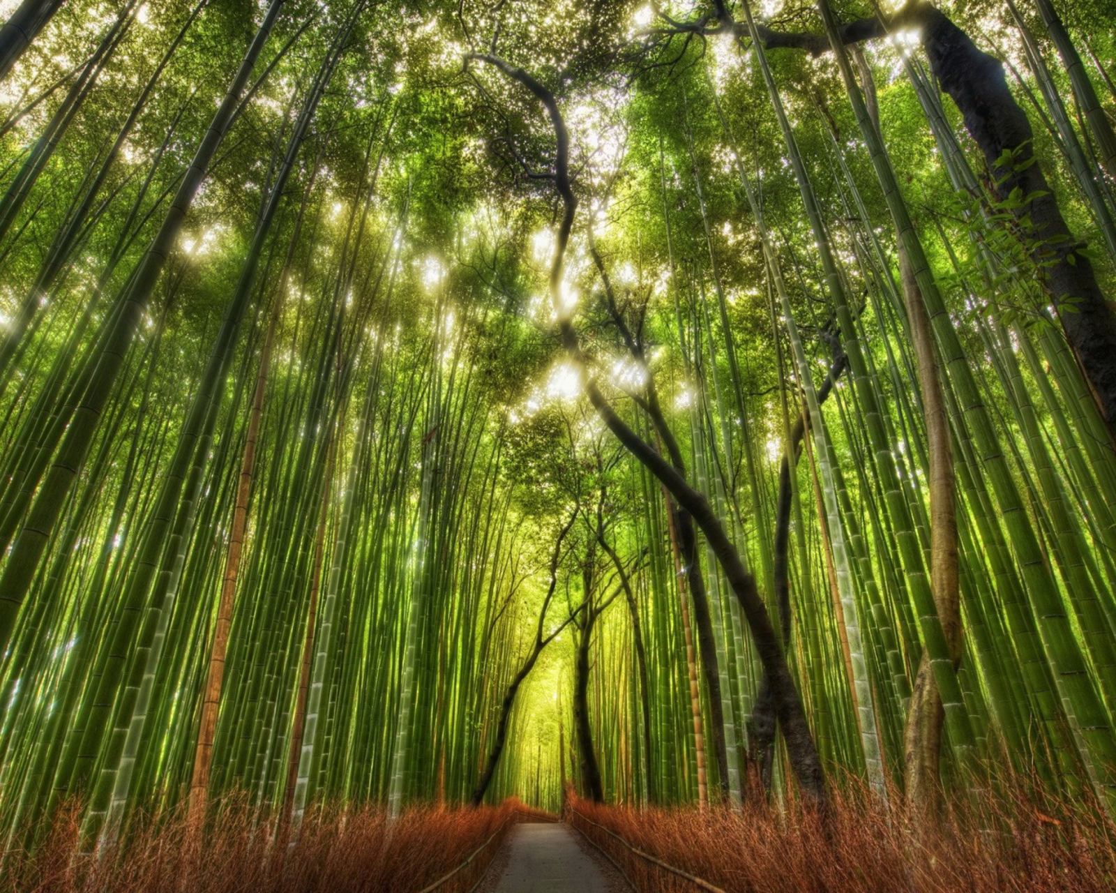 Bamboo Forest wallpaper 1600x1280