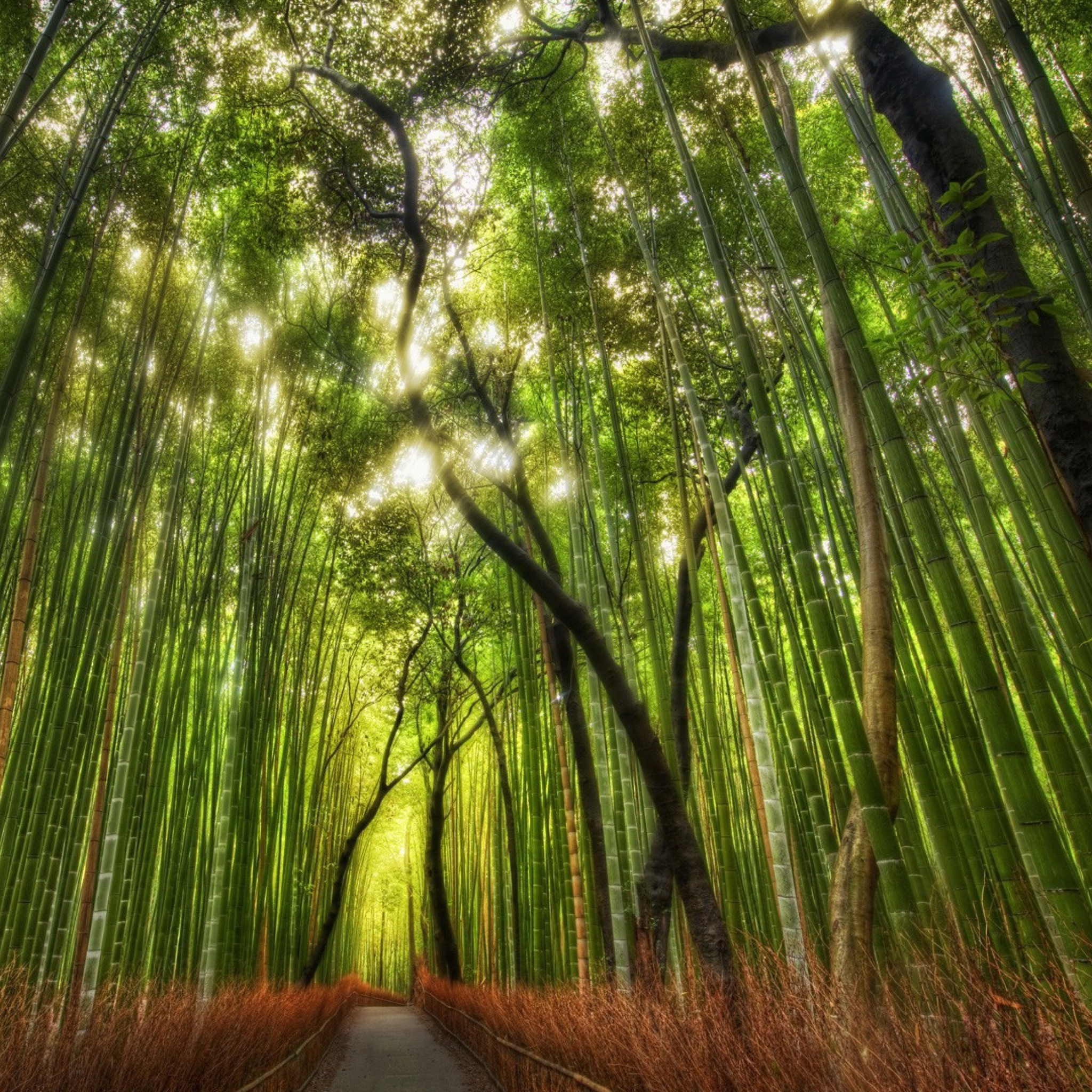 Bamboo Forest screenshot #1 2048x2048