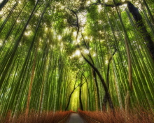 Fondo de pantalla Bamboo Forest 220x176