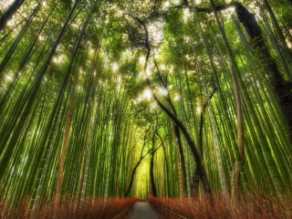 Das Bamboo Forest Wallpaper 320x240