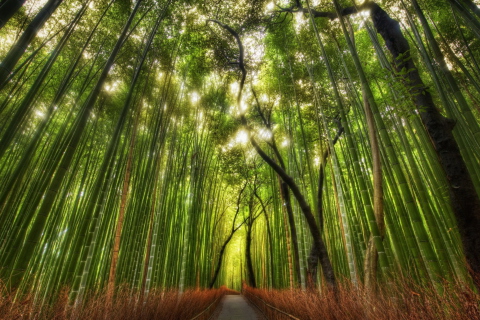 Fondo de pantalla Bamboo Forest 480x320