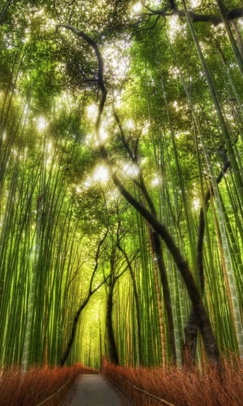 Обои Bamboo Forest 480x800