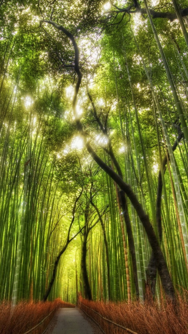 Fondo de pantalla Bamboo Forest 640x1136