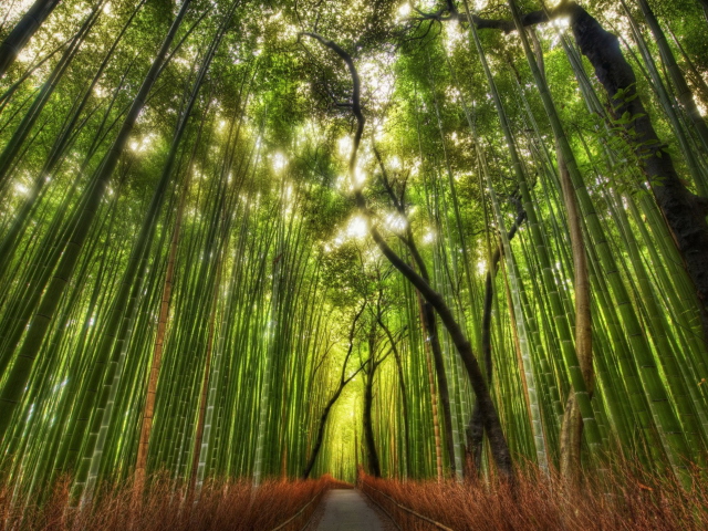Fondo de pantalla Bamboo Forest 640x480