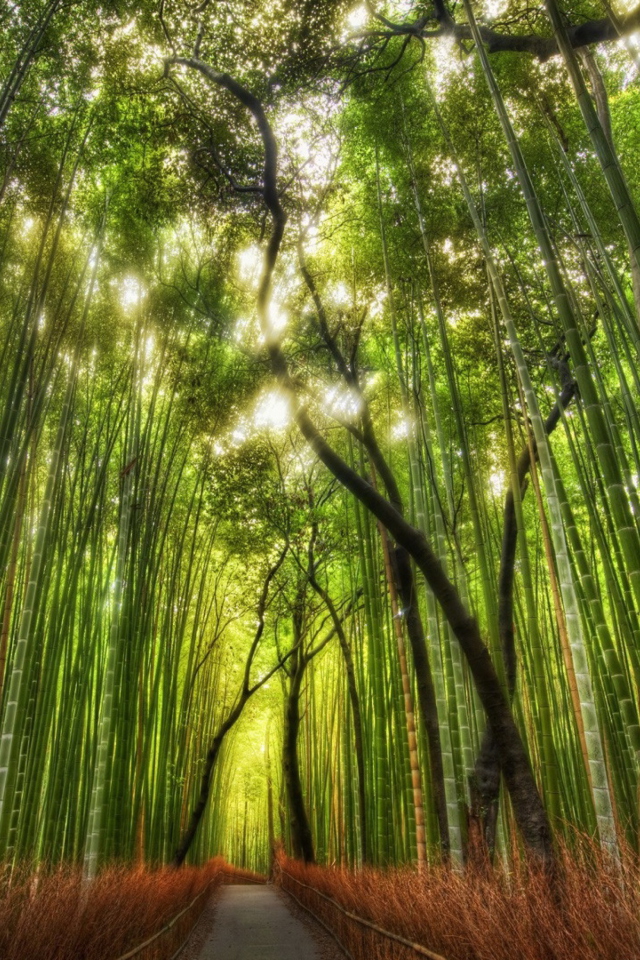 Das Bamboo Forest Wallpaper 640x960