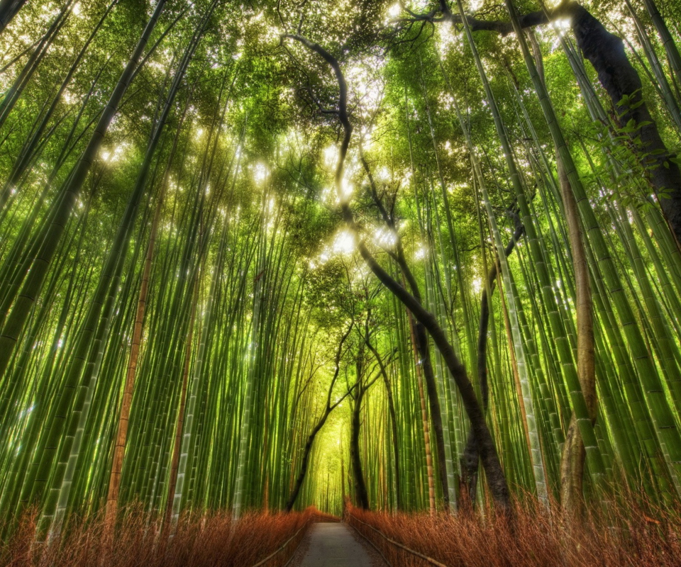 Screenshot №1 pro téma Bamboo Forest 960x800