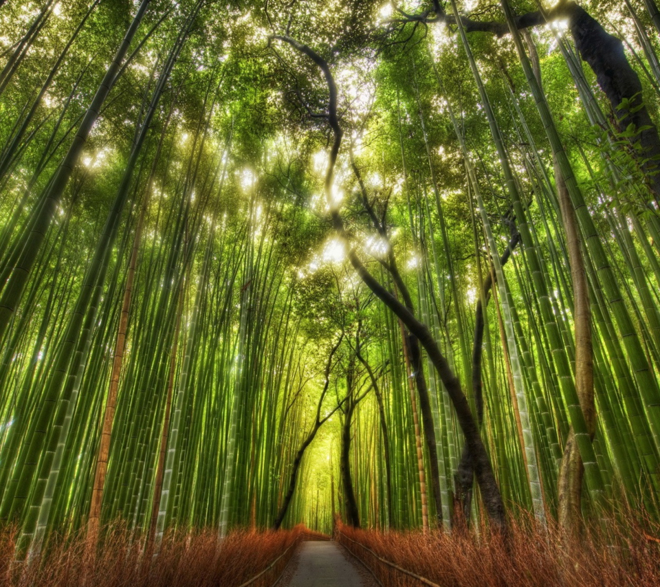 Bamboo Forest wallpaper 960x854