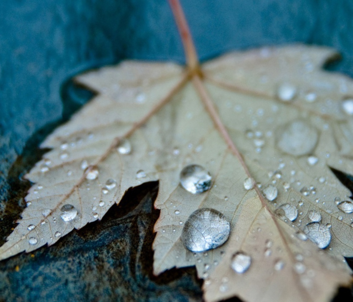 Drops On Leaf wallpaper 1200x1024