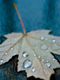 Обои Drops On Leaf 240x320