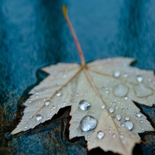 Kostenloses Drops On Leaf Wallpaper für 208x208