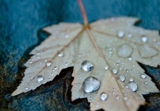 Kostenloses Drops On Leaf Wallpaper für Android, iPhone und iPad