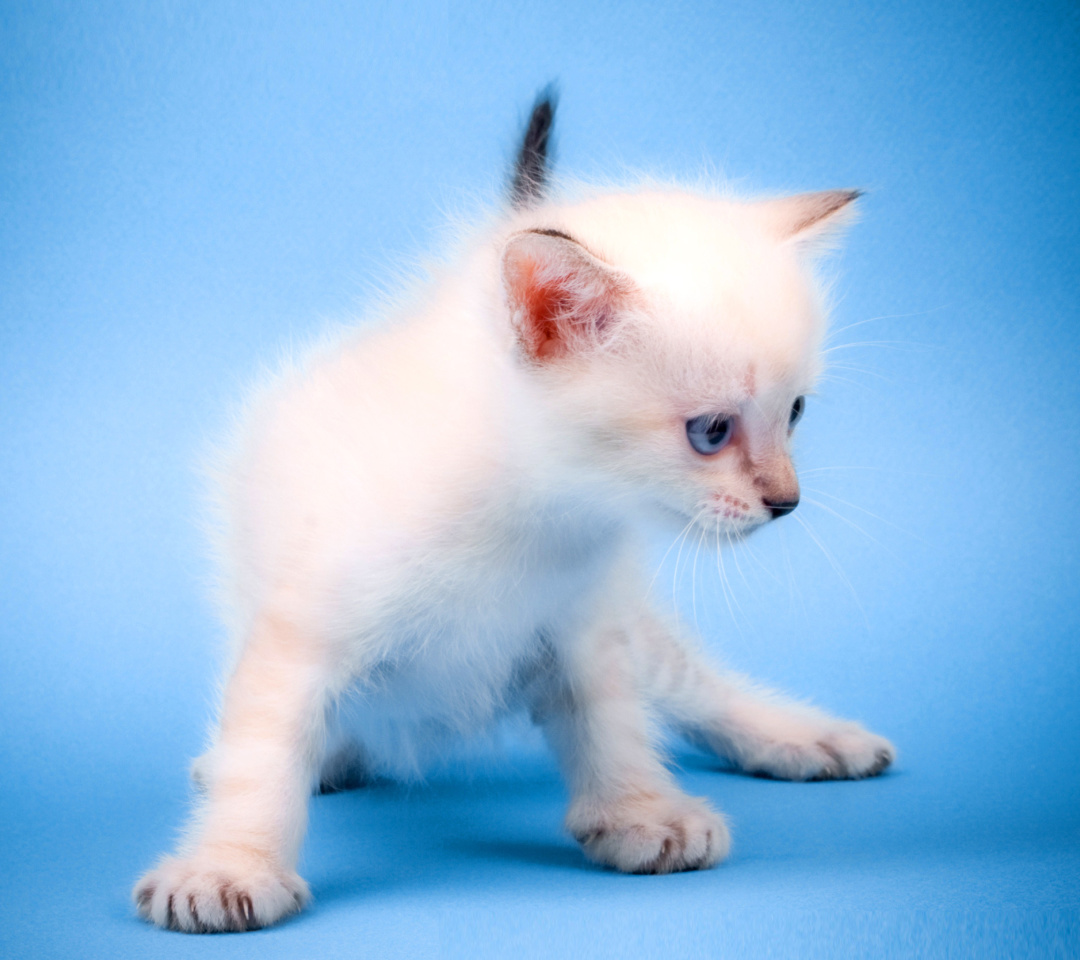 Fondo de pantalla Small Kitten 1080x960