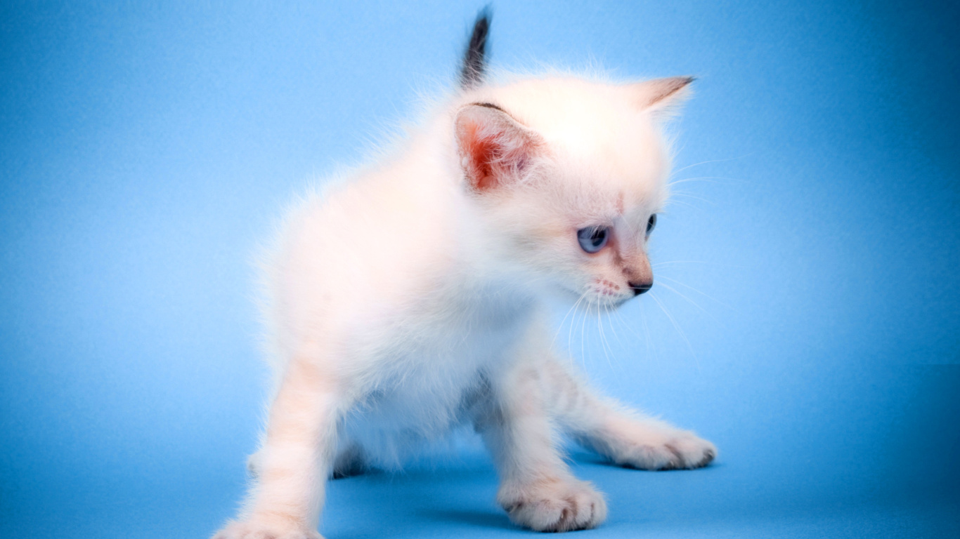 Sfondi Small Kitten 1366x768