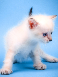 Fondo de pantalla Small Kitten 240x320