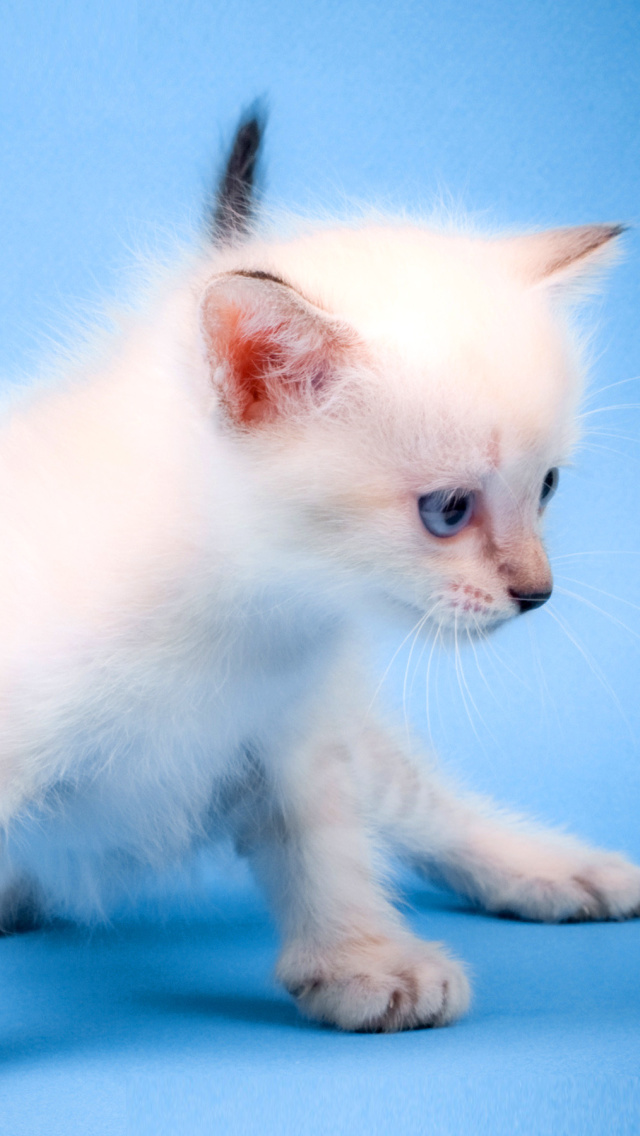 Small Kitten wallpaper 640x1136