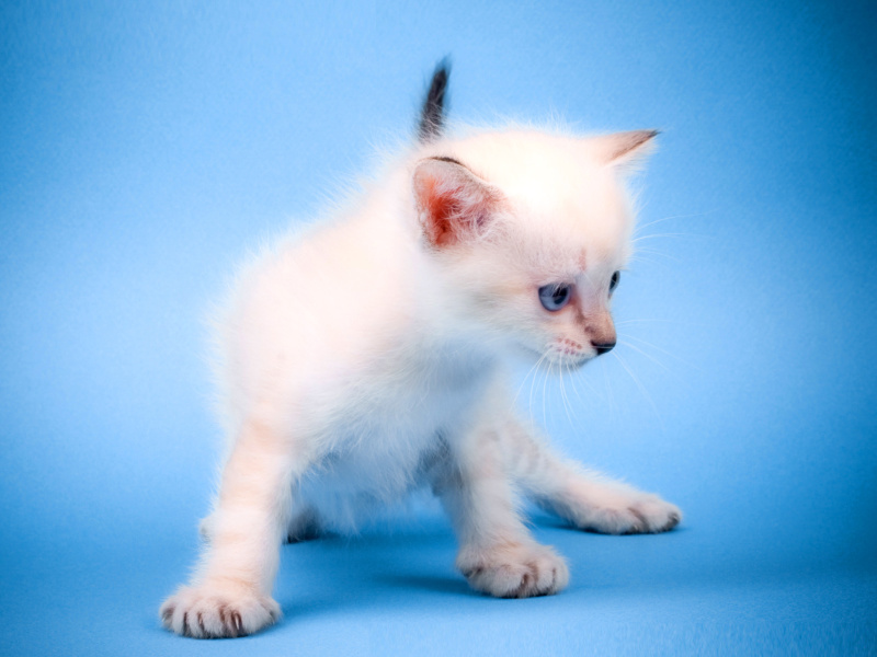 Small Kitten wallpaper 800x600