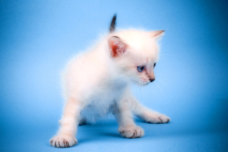 Small Kitten Background for Android, iPhone and iPad