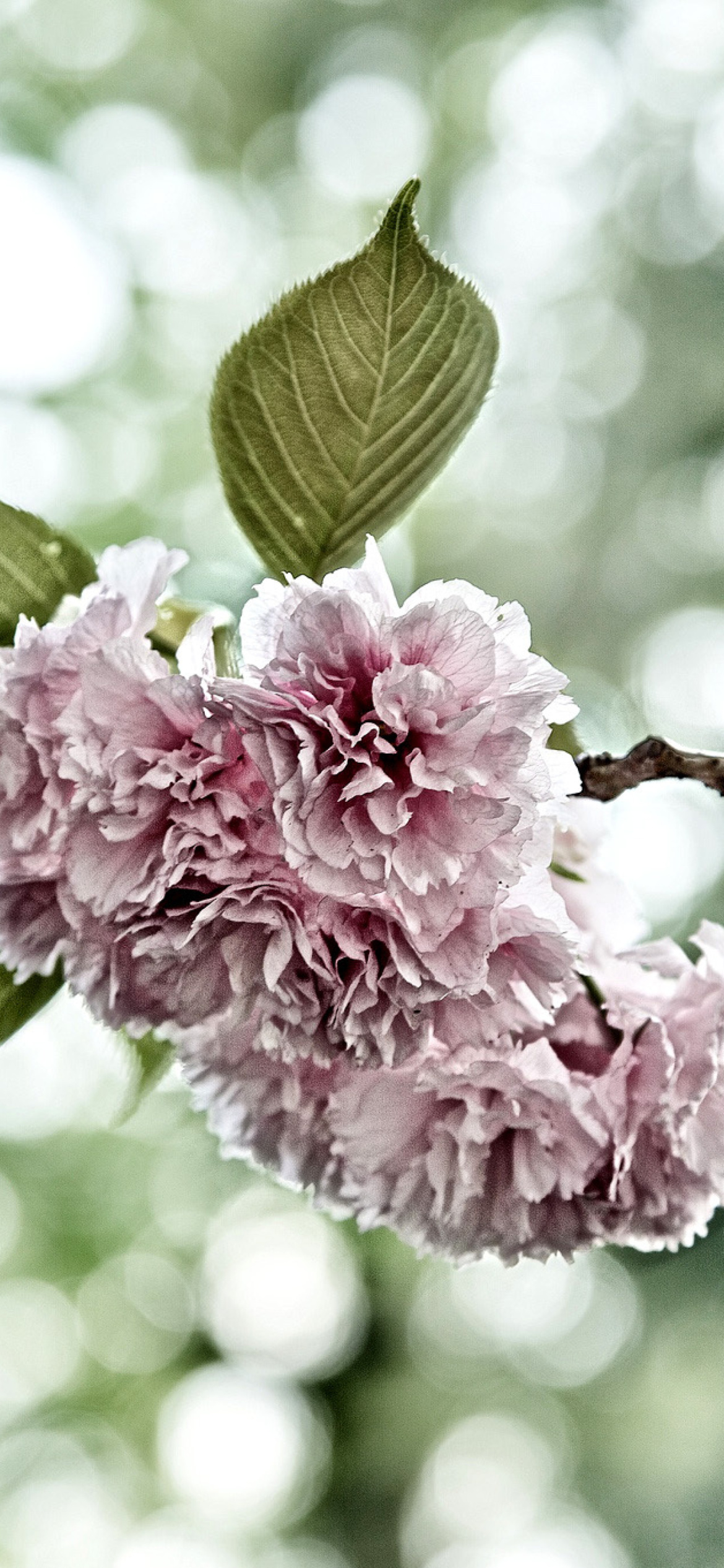 Screenshot №1 pro téma Spring of CherryBlossoms 1170x2532