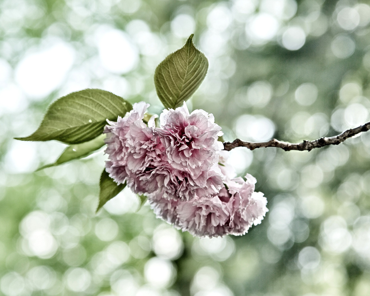 Screenshot №1 pro téma Spring of CherryBlossoms 1280x1024