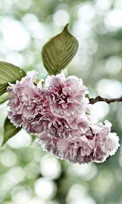 Screenshot №1 pro téma Spring of CherryBlossoms 240x400