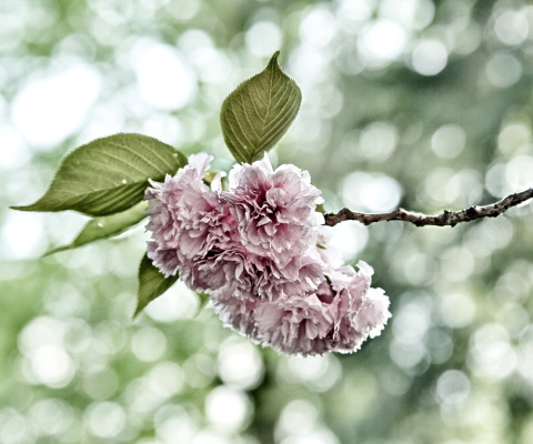 Screenshot №1 pro téma Spring of CherryBlossoms 480x400