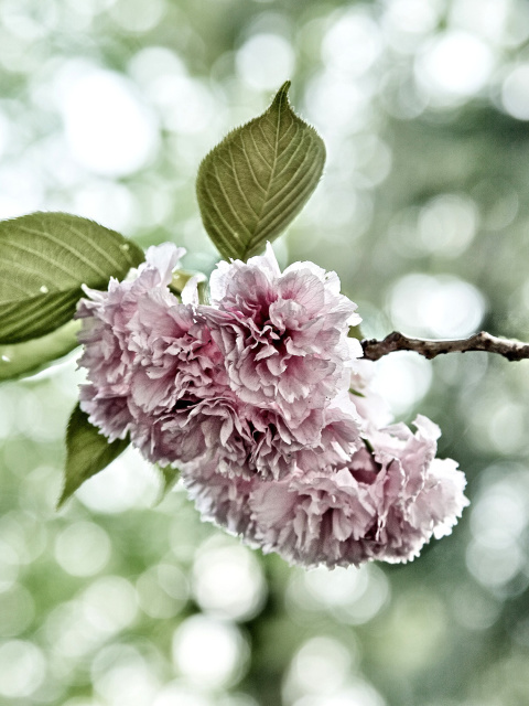 Screenshot №1 pro téma Spring of CherryBlossoms 480x640