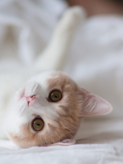 Cute Cat wallpaper 240x320