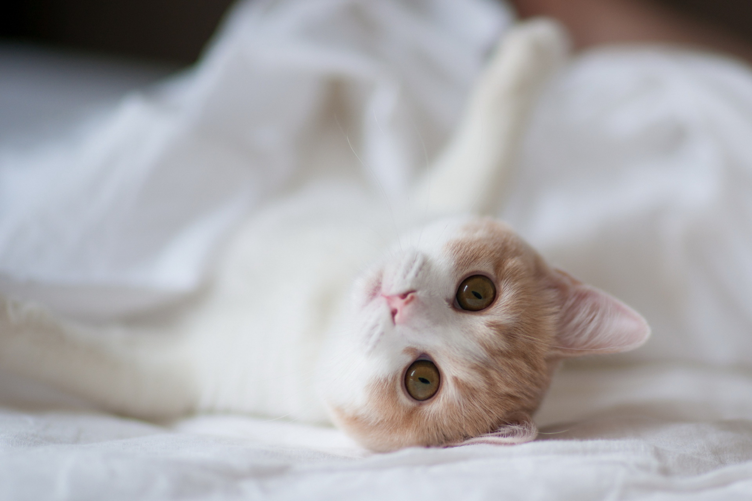 кошка зеленые глаза постель загрузить