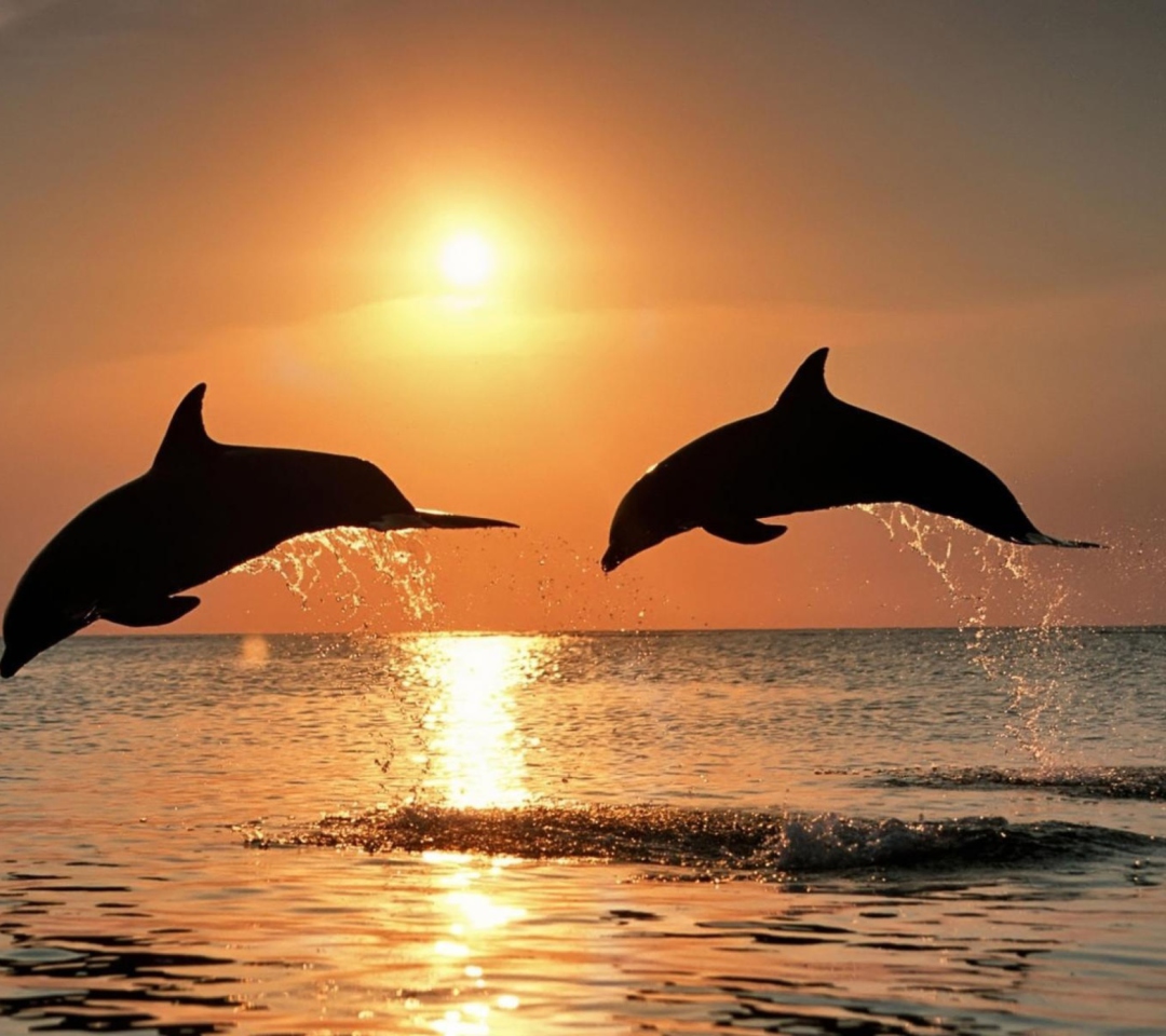 Dolphins At Sunset wallpaper 1080x960