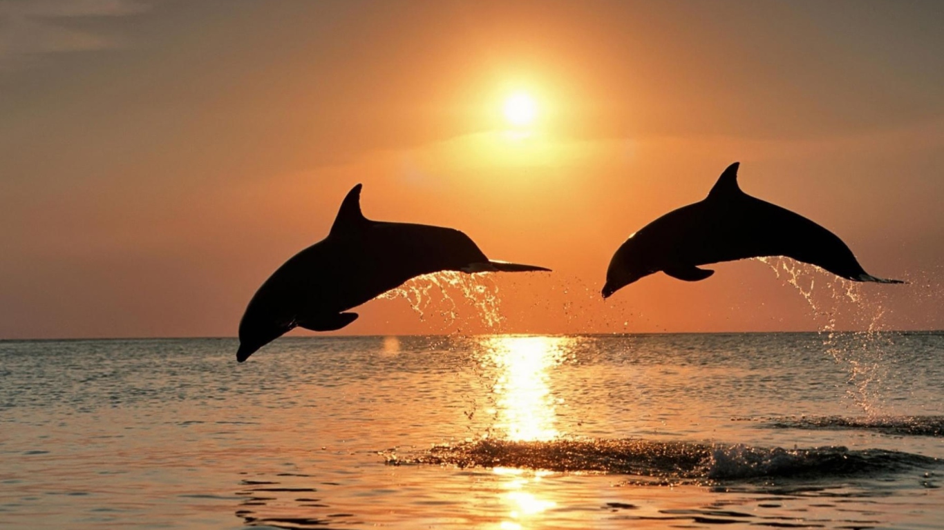 Das Dolphins At Sunset Wallpaper 1366x768