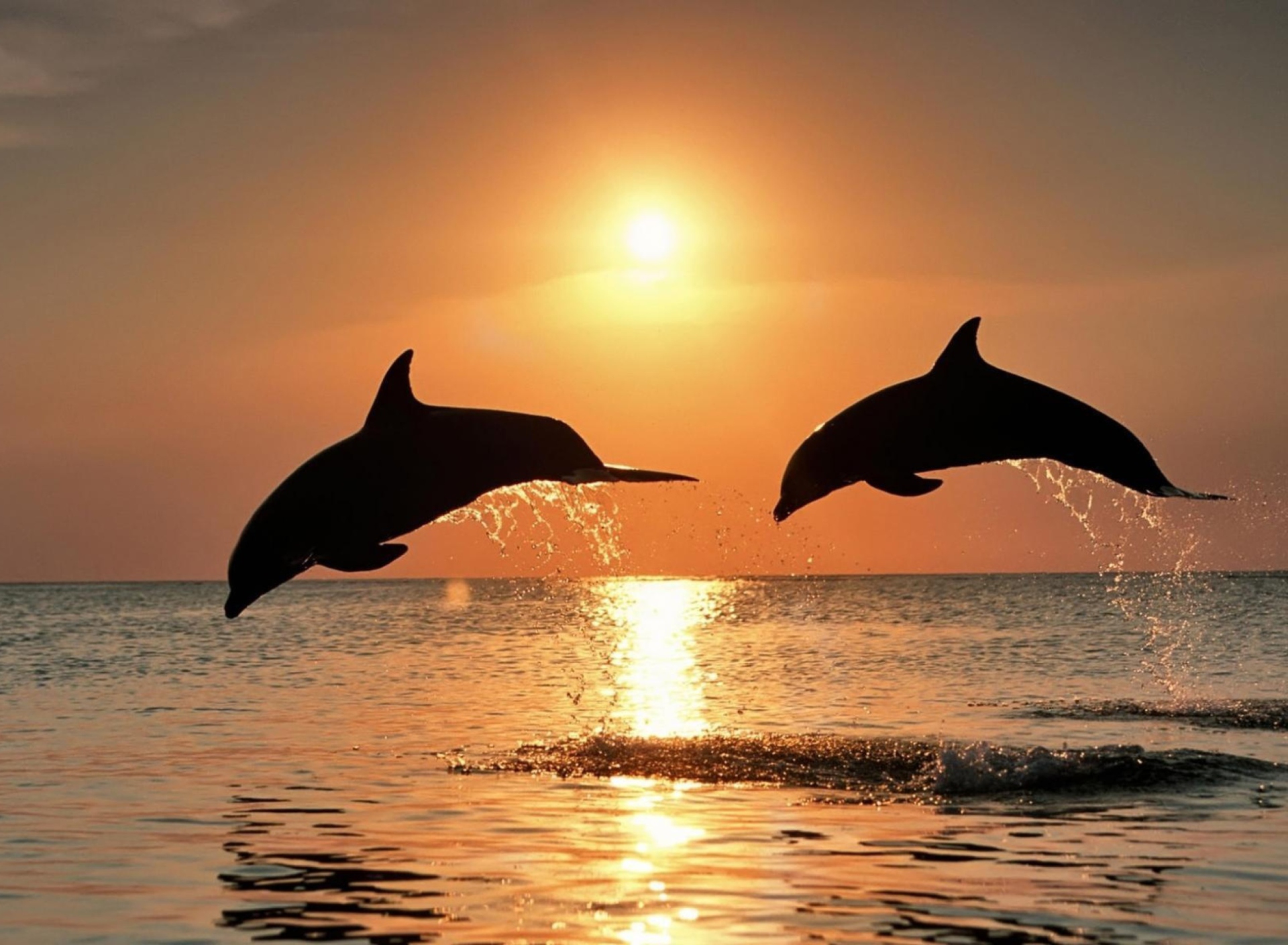 Обои Dolphins At Sunset 1920x1408