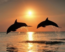 Fondo de pantalla Dolphins At Sunset 220x176