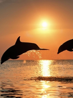 Fondo de pantalla Dolphins At Sunset 240x320