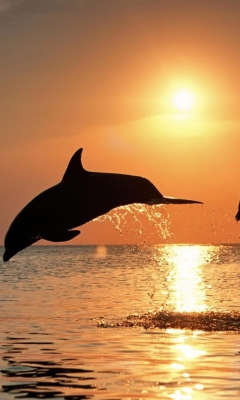 Fondo de pantalla Dolphins At Sunset 240x400