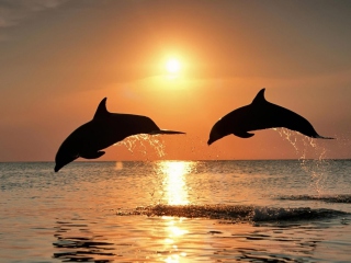 Обои Dolphins At Sunset 320x240