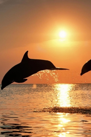 Fondo de pantalla Dolphins At Sunset 320x480