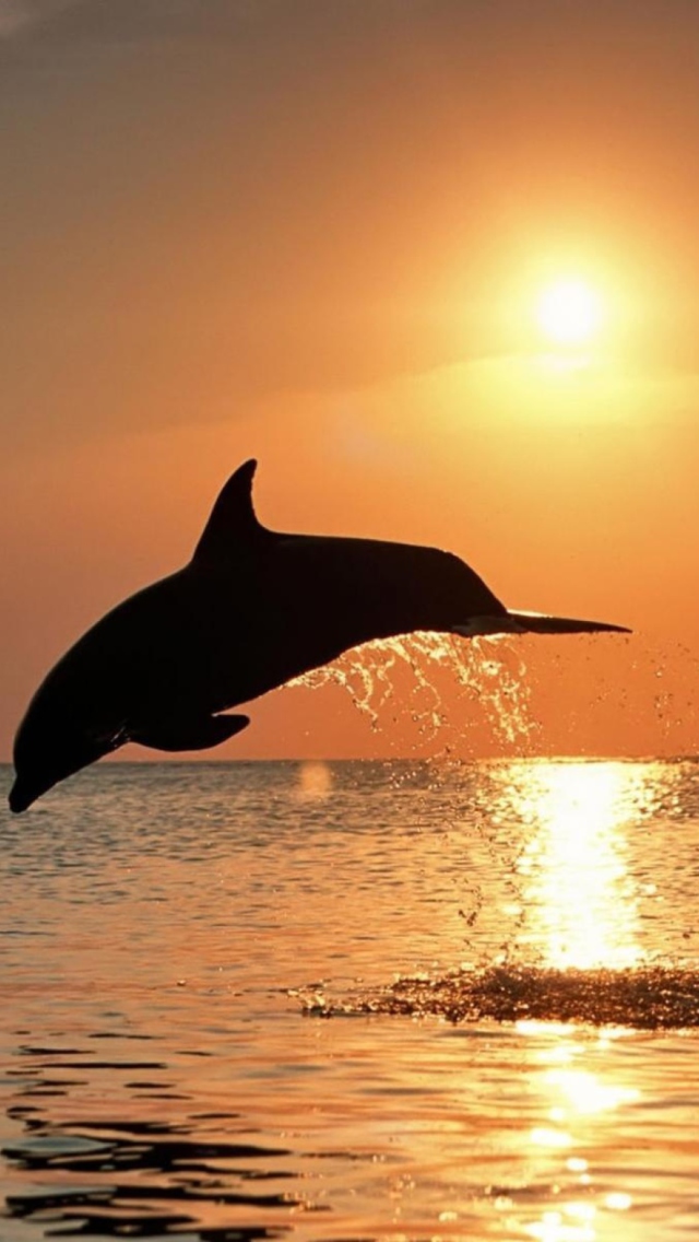 Fondo de pantalla Dolphins At Sunset 640x1136