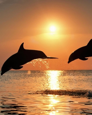 Dolphins At Sunset - Obrázkek zdarma pro Nokia Asha 305