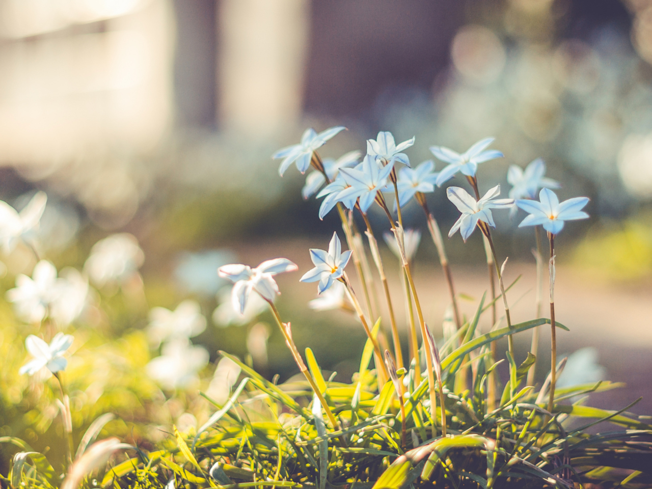 Blue Flowers wallpaper 1280x960