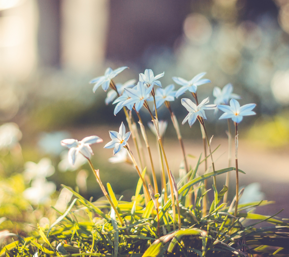 Blue Flowers wallpaper 960x854