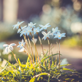 Blue Flowers Background for 128x128